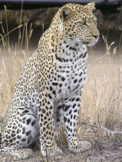 leopards in africa wikipedia.